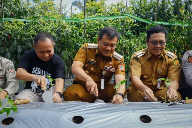 Kredit Murah dan Bantuan CSR BPR BKK Jateng Tingkatkan Produktivitas Petani Cabai Magelang